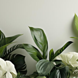 shop bg